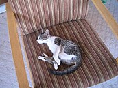 Jiný Honza - apina 1