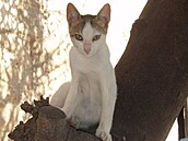 Xerxová - Rhodos - koka na strom