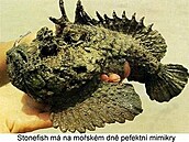 vehla - Austrálie - kamenná ryba 1
