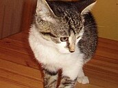 �t�tinka - kot� Klárka