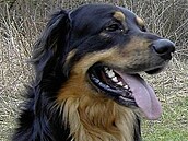 ilustraní foto - hovawart