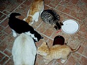 Terra-san - Stavba�íci