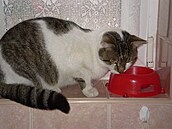 LSFHA - Felix s misti�kou 