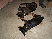 LSFHA - Ane�ka a Rija