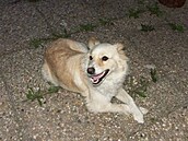 Talichová - Li�ka