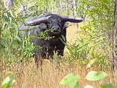 vehla - Austrálie - divoký buvol