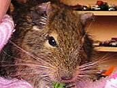 Matylda - osmák degu - Vaík
