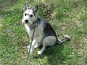 Iva - Robík