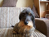 Himmelová - Dasty 1