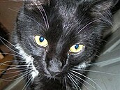 Williamson - Kuliferda 2