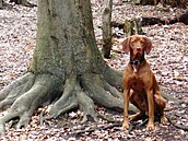 Kolaíková - Eus na horách 1