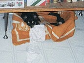 Novotná - Beník v pelechu s koistí