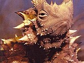 vehla - Austrálie - Moloch horridus 2