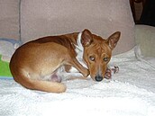 Rázek - Pi��uch bd�le le�ící 