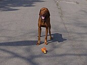 Kolaíková - Eus pozorný