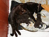 rámková - zmrzlíci