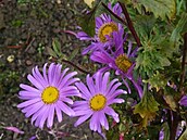 Svobodová - zahrádka 2