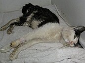 �rámková - zubo�ený kocour