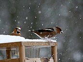 T�ma - ptáci - dlaskové