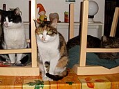 Louk - ko�i�í sme�ka 