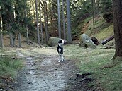 Xerxová - Beta v Krásném dole 1