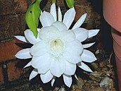 Crossette - záhadný kaktus - rozkvetlý kvt