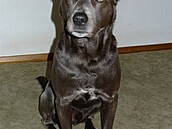 vehla - Austrálie - Ferdinand