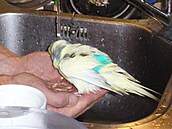 Kolaíková - Kosa 3