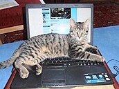 Tora koka