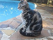 5 Elegantní posed po návratu z veteriny