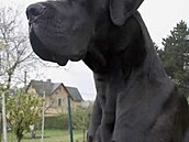 9 - Night de Garaba, portrét