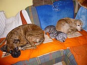 Ájenka, Babu, Daník