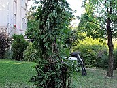 Nový vistáriovník