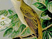Naumann, Naturgeschichte der Vögel Mitteleuropas, 1905