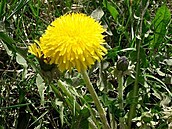 Sluní�kové krasavice