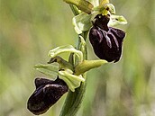 To�í� pavoukonosný (Ophrys sphegodes)