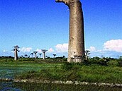 baobab