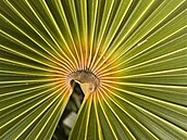 Palma: Coccoth barb