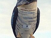 balóny 32