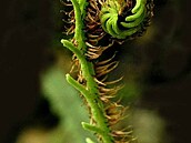 Blechnum rivularis
