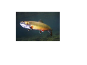 trout