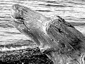 Povídky a p�íb�hy - Adler