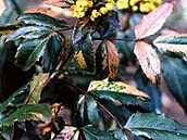 mahonia aquifolia versicolor