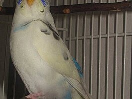 Kolaíková - Kosa 1