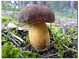 Matylda - houby 1