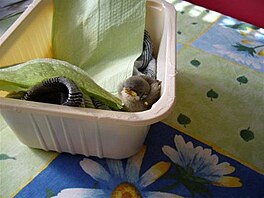 Kolaíková - Chmejí 1