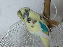 Kolaíková - Kostiík 1