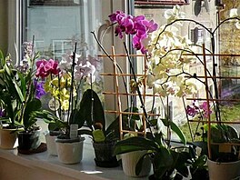 Hoiková - orchideje 