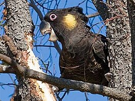 vehla - Austrálie - Kakadu lutoocasý 2