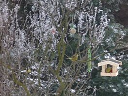 Jordanová - krmení pták 4